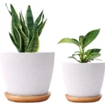 indoor-plant-in-ceramic-pot