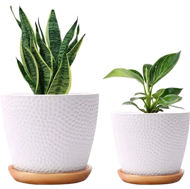 indoor-plant-in-ceramic-pot
